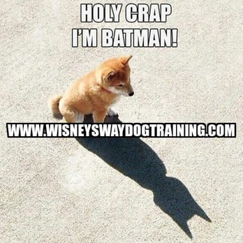 Wisney's Way Dog Training - Pet Training Near Me - Melbourne, Florida Wisney's Way Dog Training - Pet Training Near Me - Melbourne, Florida