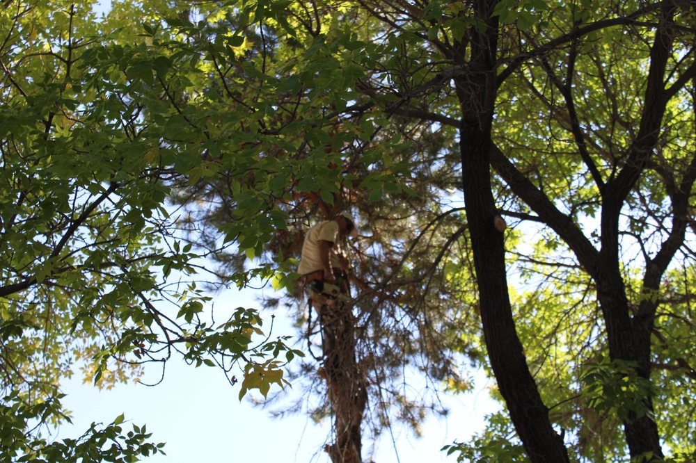 Sunlight Tree Care - tree service in Reno, NV