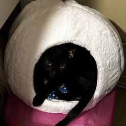 My emotional support animal Felix