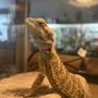 Photo of Scales & Tails Pet Store