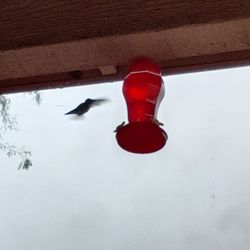 Desert Sky Spine & Pain - Hummingbird