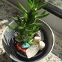 Quiosque Plantas