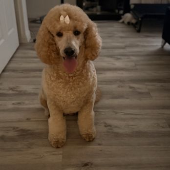 Luxe Pups - Pet Groomers Near Me - Chino, California