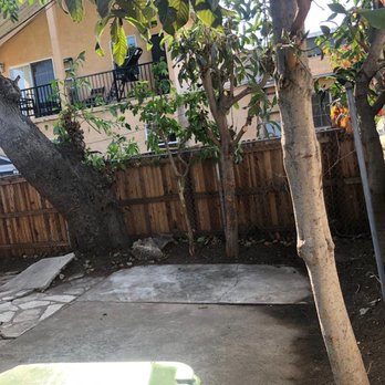Climbing High JR Tree Services - Clean yard - Tree Services Near Me Climbing High JR Tree Services - Clean yard - Tree Services Near Me