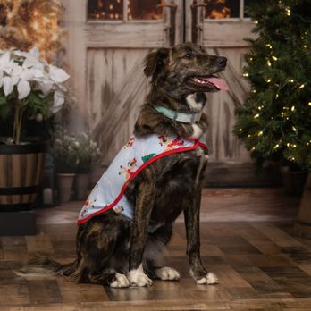 MNPhotoStudios - A dog with a brindle coat, white paws, and a collar is sitting on a wooden floor indoors. The dog is wearing a holiday-themed vest with reindeer and Christmas trees. In the background, there is a decorated Christmas tree with lights, and a rustic wooden door with window panes. Potted plants and flowers are also visible, creating a cozy holiday scene. - Session Photography Near Me - Chicago, Illinois