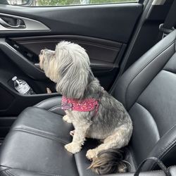New Britain Veterinary Clinic - On our way to Dr. B to fix a bellyache.