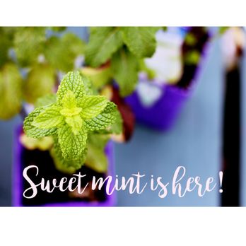 Arnold Farms - Nurseries & Gardening Near Me - Arnold, Maryland
