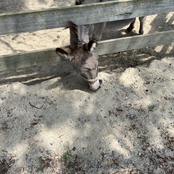 Popcorn Park Zoo - Zoos Near Me - Forked River, New Jersey