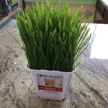 Healthy Pet - Happy Grass for the twins - Pet Stores Near Me - Austin, Texas Healthy Pet - Happy Grass for the twins - Pet Stores Near Me - Austin, Texas