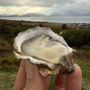 Photo of Jakolof Bay Oyster