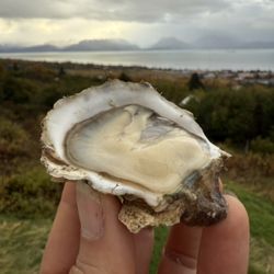 Jakolof Bay Oyster - Delicious oysters fat and happy from growing in the pristine cold waters of Jakolof Bay.