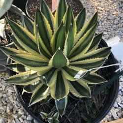 GroMore Gardens - Quadricolor