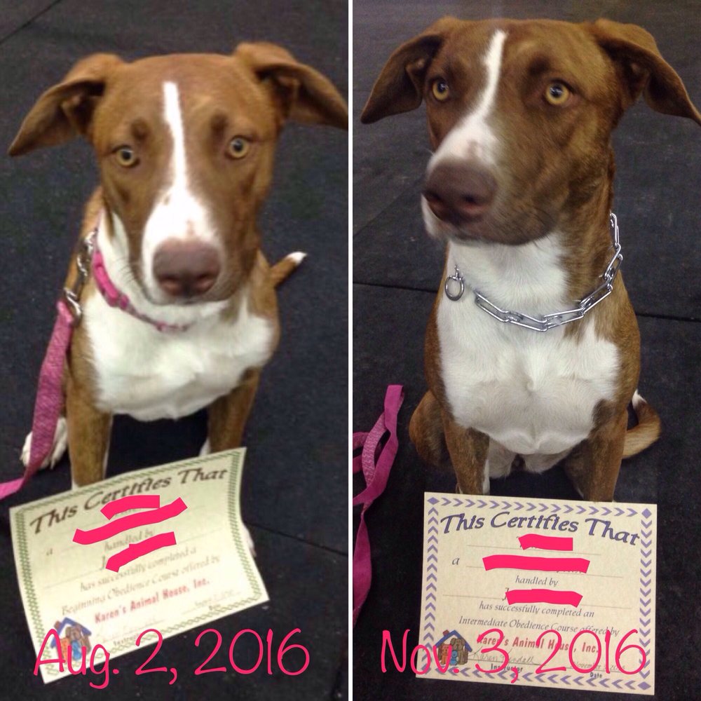 KARENS ANIMAL HOUSE Updated October 2024 1646 Mahaney Dr, Las