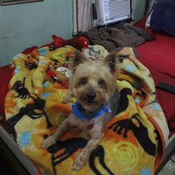 A Touch of Class Pet Salon - My Yorkie Gizmo back from the doggy spa