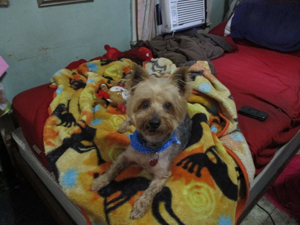 A TOUCH OF CLASS PET SALON Updated October 2024 13 Photos & 17