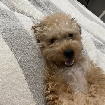 Vanity Pups - Pet Sitting Near Me - Bayside, New York