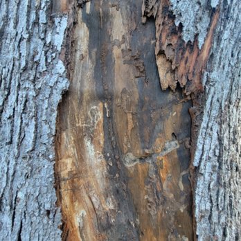 Tree Masters Expert Tree Care - Tree Services Near Me Tree Masters Expert Tree Care - Tree Services Near Me