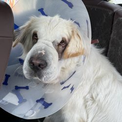 Okotoks Veterinary Clinic