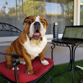 Camp Run-A-Mutt East County - Pet Sitting Near Me - El Cajon, California Camp Run-A-Mutt East County - Pet Sitting Near Me - El Cajon, California