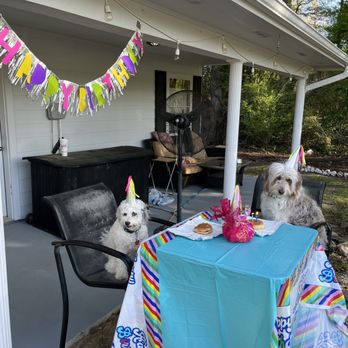 Birthday Party Dog Performers - We love to join the party! - Party Characters Near Me Birthday Party Dog Performers - We love to join the party! - Party Characters Near Me
