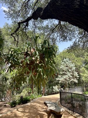 Zilker Botanical Garden by null