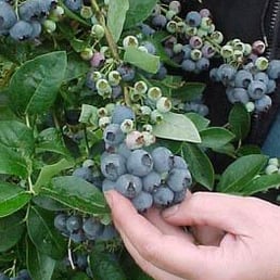 a person picking blueberries a person picking blueberries