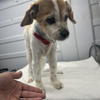 Amy's Ark - Pet Groomers Near Me