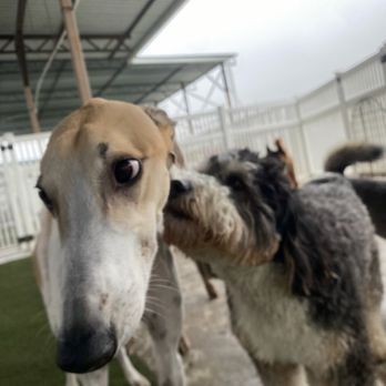 St Marks Dog Resort - Hank enjoying St. Marks. - Pet Boarding Near Me - Rancho Cucamonga, California