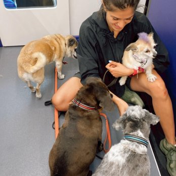 Beverly Hills Mobile Grooming - Pet Groomers Near Me Beverly Hills Mobile Grooming - Pet Groomers Near Me