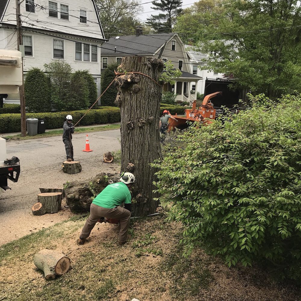 Richard Hunt Landscaping - a man cutting a tree with a chainsaw - Landscaping Near Me - Milton, Massachusetts