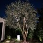 Photo of Tim Ynclan's Artistic Tree Service