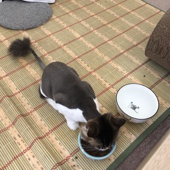 The Cats Pajamas - Pet Sitting Near Me - Pasadena, California