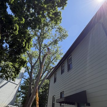 Bills Tree Care Service Plus - Tree Services Near Me - Cincinnati, Ohio Bills Tree Care Service Plus - Tree Services Near Me - Cincinnati, Ohio