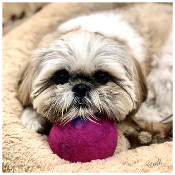 Chassy’s Classy Canines - Pet Groomers Near Me - Gilbert, Arizona