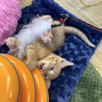 Itty Bitty Kitty Cafe - Kitty mad - Community Service/Non-Profit Near Me - San Jose, California