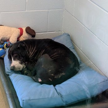 Anderson County PAWS - Claudine - Animal Shelters Near Me - Anderson, South Carolina Anderson County PAWS - Claudine - Animal Shelters Near Me - Anderson, South Carolina