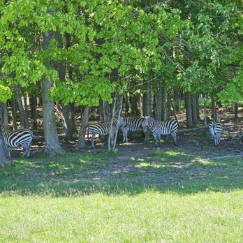 Keystone Safari - All males ... do not feed the zebras - Zoos Near Me - Grove City, Pennsylvania Keystone Safari - All males ... do not feed the zebras - Zoos Near Me - Grove City, Pennsylvania