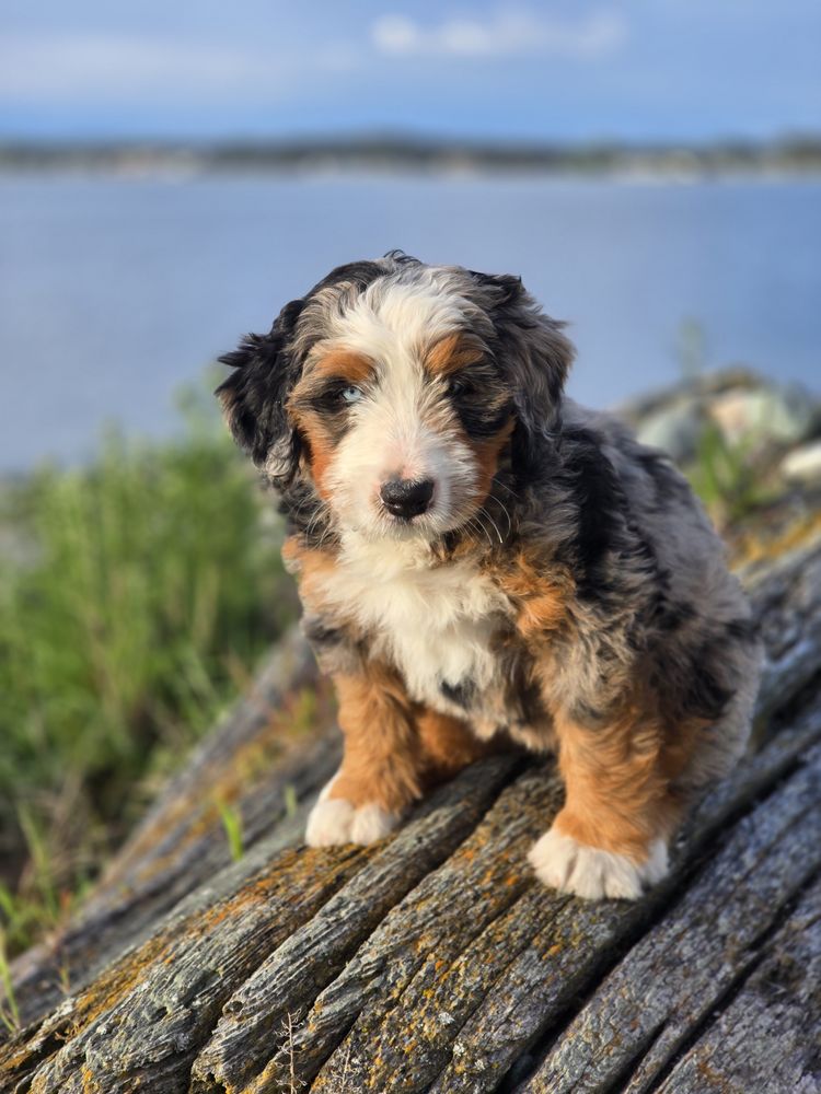 Cloud Nine Doodles Image