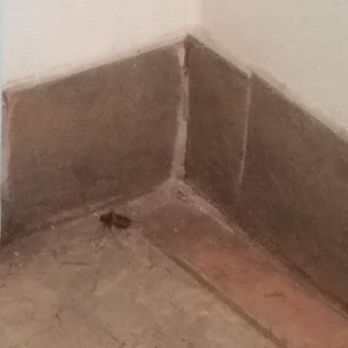 Dynasty Buffet - 1 of 2 dead roaches. How many in Kitchen? - Buffets Near Me - Ocean Springs, Mississippi Dynasty Buffet - 1 of 2 dead roaches. How many in Kitchen? - Buffets Near Me - Ocean Springs, Mississippi