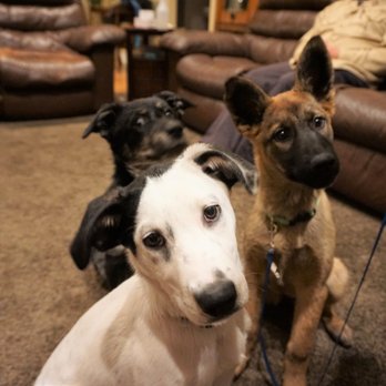 FreeLance Dog Training - Pet Training Near Me - Denver, Colorado