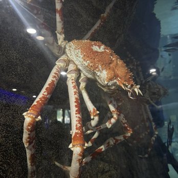 The Dallas World Aquarium - Interior of the zoo Jan 2026 - Aquariums Near Me - Dallas, Texas The Dallas World Aquarium - Interior of the zoo Jan 2026 - Aquariums Near Me - Dallas, Texas