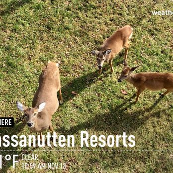 Massanutten Resort - 11.18.18 Oh, d-d-d-deer! - Hotels Near Me - Massanutten, Virginia