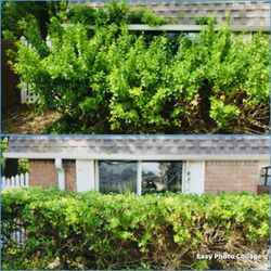 405 Lawn Solutions - Before and after