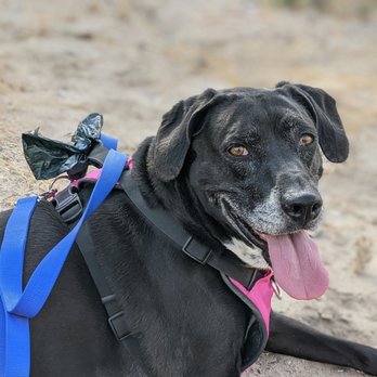 El Paso Animal Emergency - My sweet Kora who died at the Emergency center - Veterinarians Near Me - El Paso, Texas El Paso Animal Emergency - My sweet Kora who died at the Emergency center - Veterinarians Near Me - El Paso, Texas