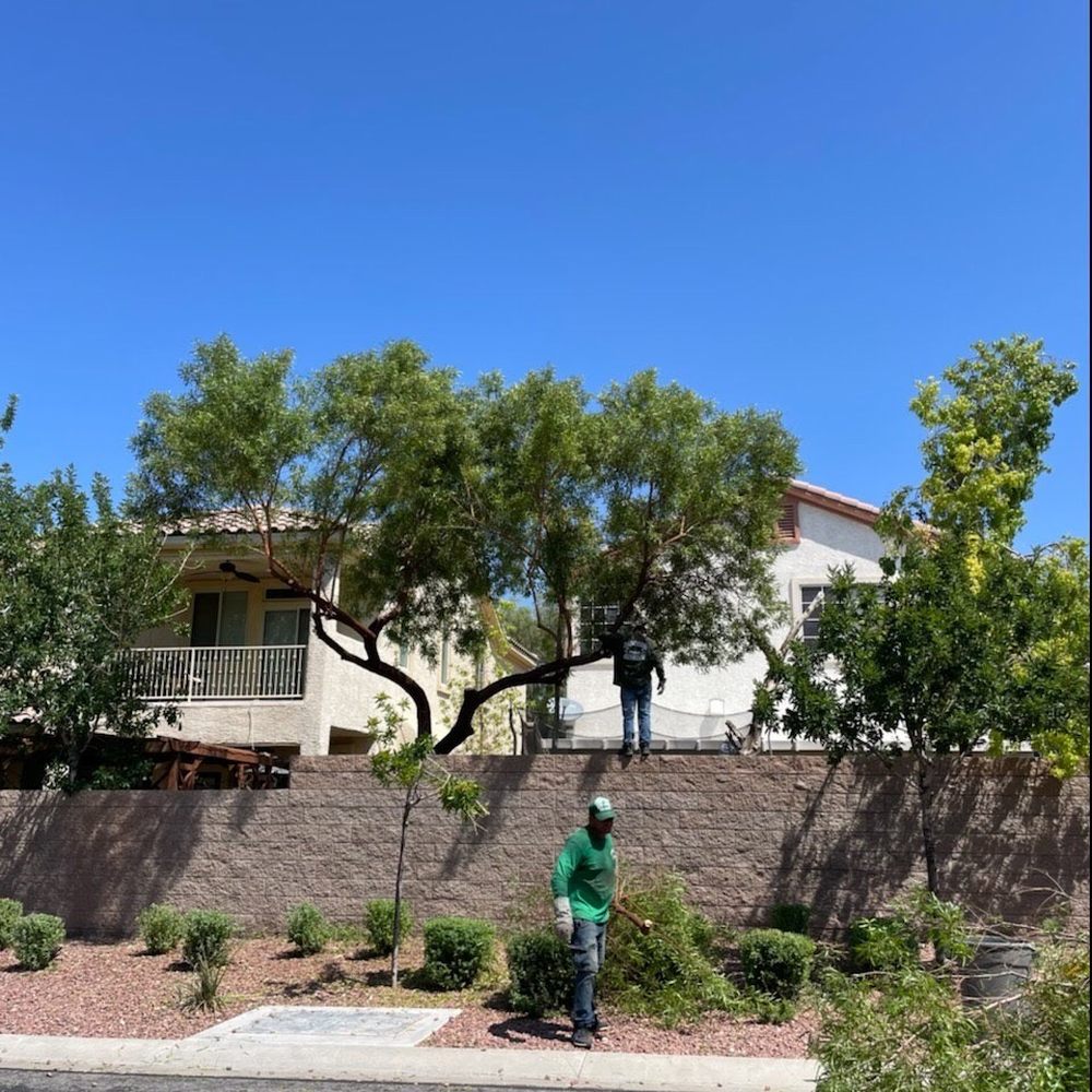 A Cut Above Tree Service - Tree Services Near Me - Las Vegas, Nevada A Cut Above Tree Service - Tree Services Near Me - Las Vegas, Nevada
