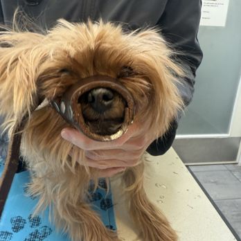 Palisades Veterinary Clinic - Veterinarians Near Me - Washington, DC, District of Columbia