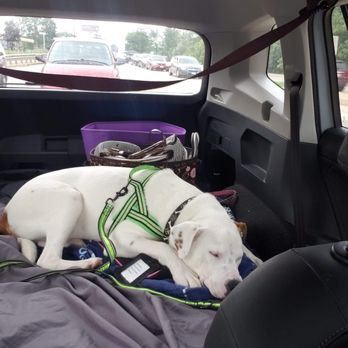 Tail Gate - Our 5 min drive home from daycare :) - Pet Sitting Near Me - Elmhurst, Illinois