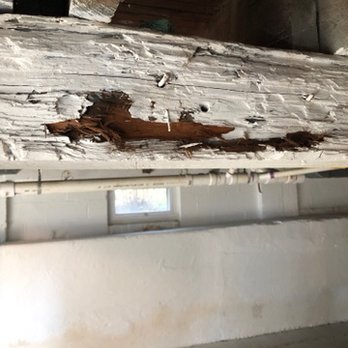 WaterSide Home Inspections - Possibly of wood destroying organisms (WDO) present - Home Inspectors Near Me WaterSide Home Inspections - Possibly of wood destroying organisms (WDO) present - Home Inspectors Near Me