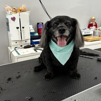 Puppy Pampering Pet Spa - Pet Groomers Near Me - Rancho Cucamonga, California