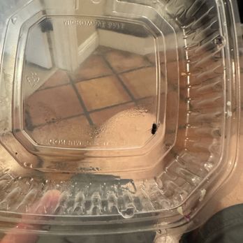 Bluesalt Fish Grill - Dead fly in my food container. - Seafood Near Me - Redondo Beach, California Bluesalt Fish Grill - Dead fly in my food container. - Seafood Near Me - Redondo Beach, California